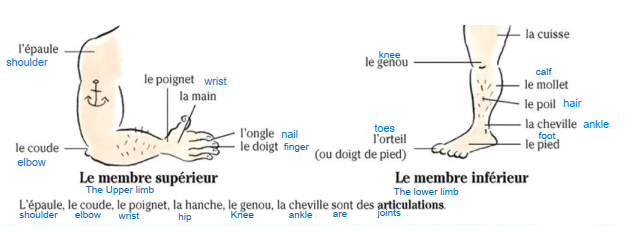 Upper and Lower limb vocabulary in French