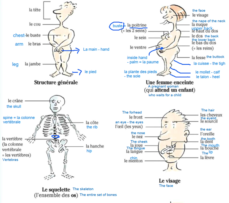 Parts of the body in french